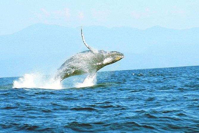 Humpback whales Watching + Samana Eco-Tour - Whale watching around Playa Las Ballenas