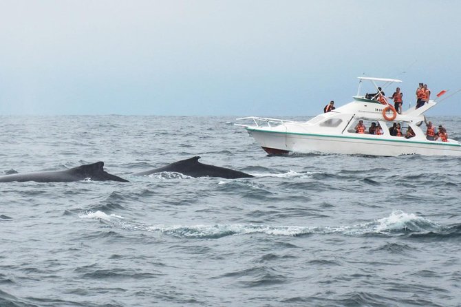 Humpback whales Watching + Samana Eco-Tour - El Limón waterfall and the three-hour stop