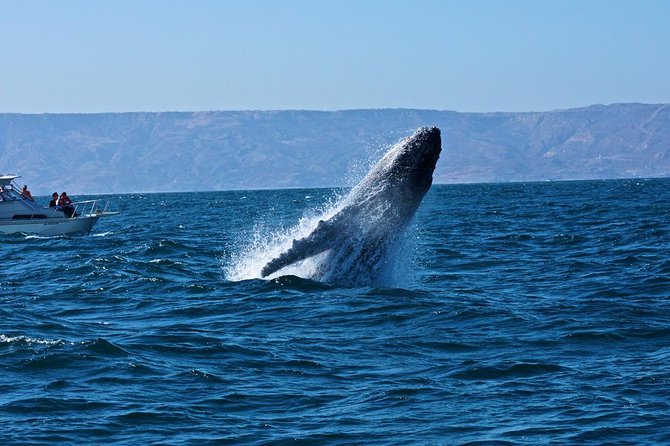 Humpback whales Watching + Samana Eco-Tour - The early road to Sabana de la Mar
