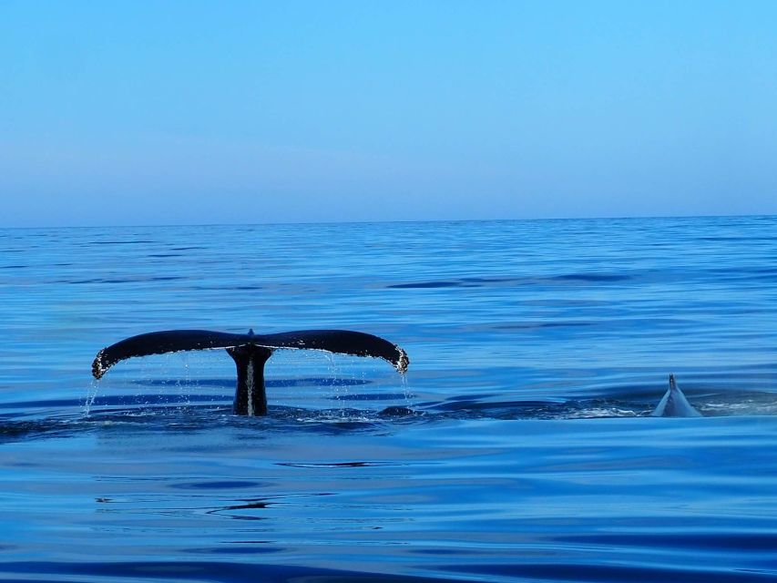 Húsavík: Big Whales and Puffin Island Speedboat Tour - The essential details at a glance