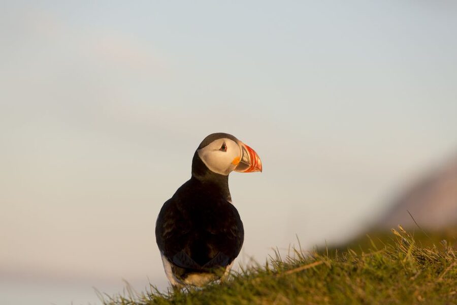 Húsavík: Big Whales and Puffin Island Speedboat Tour - Should you book it?