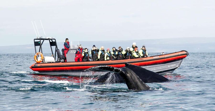 Húsavík: Big Whales and Puffin Island Speedboat Tour - Starting across from Húsavík Church