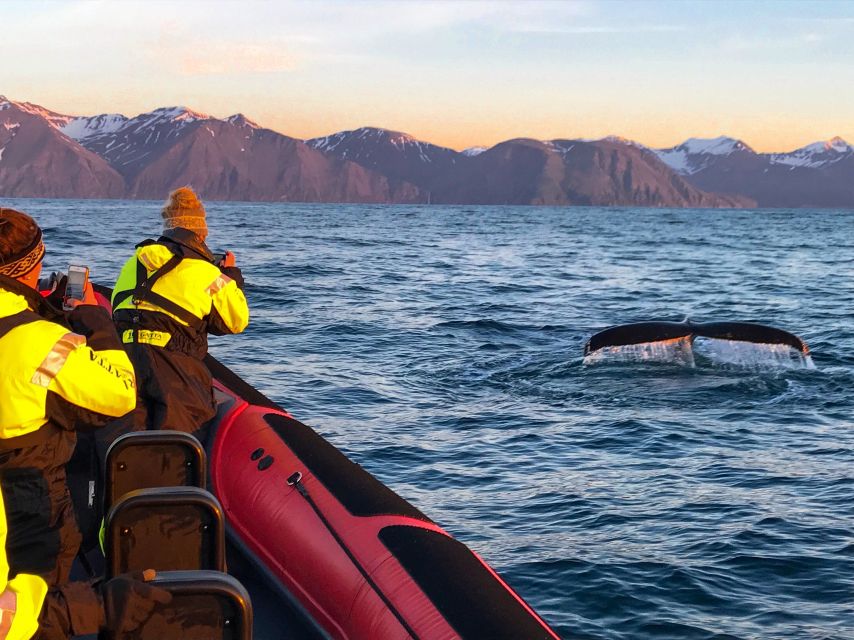 Húsavík: Big Whales and Puffin Island Speedboat Tour - Puffin Island and the summer bird spectacle