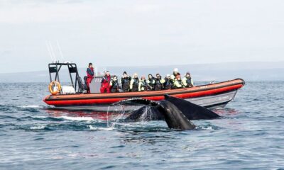 Húsavík: Big Whales and Puffin Island Speedboat Tour