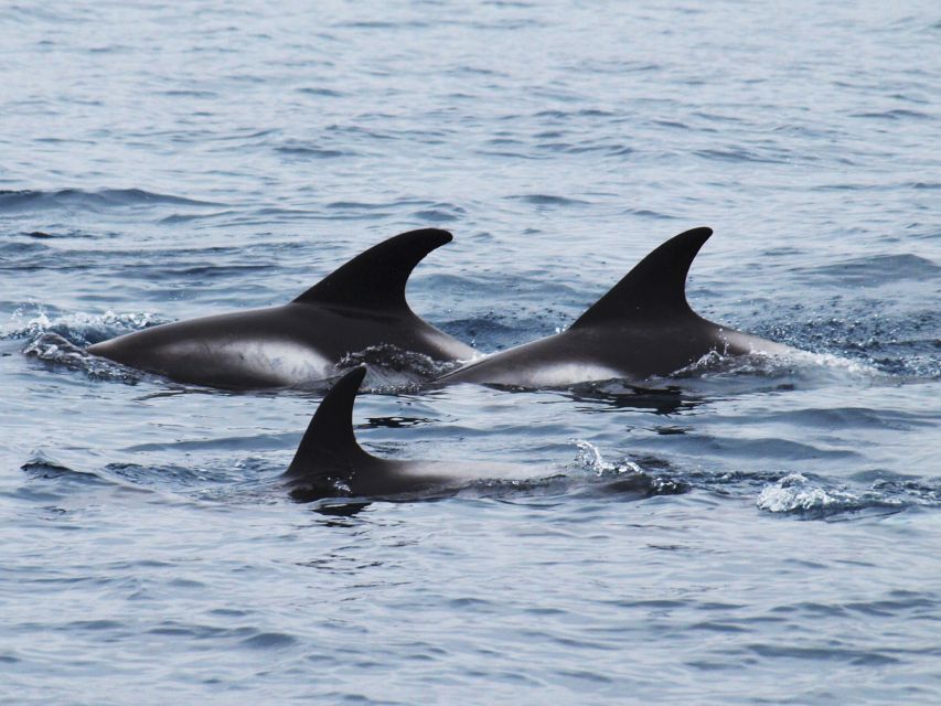 Húsavík: Big Whales and Puffin Island Speedboat Tour - Searching Skjálfandi Bay for big whales
