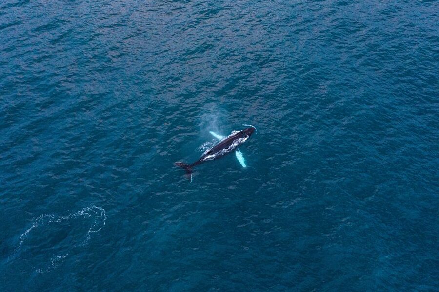 Húsavík: Big Whales and Puffin Island Speedboat Tour - Tjörnes Peninsula adds a geological angle