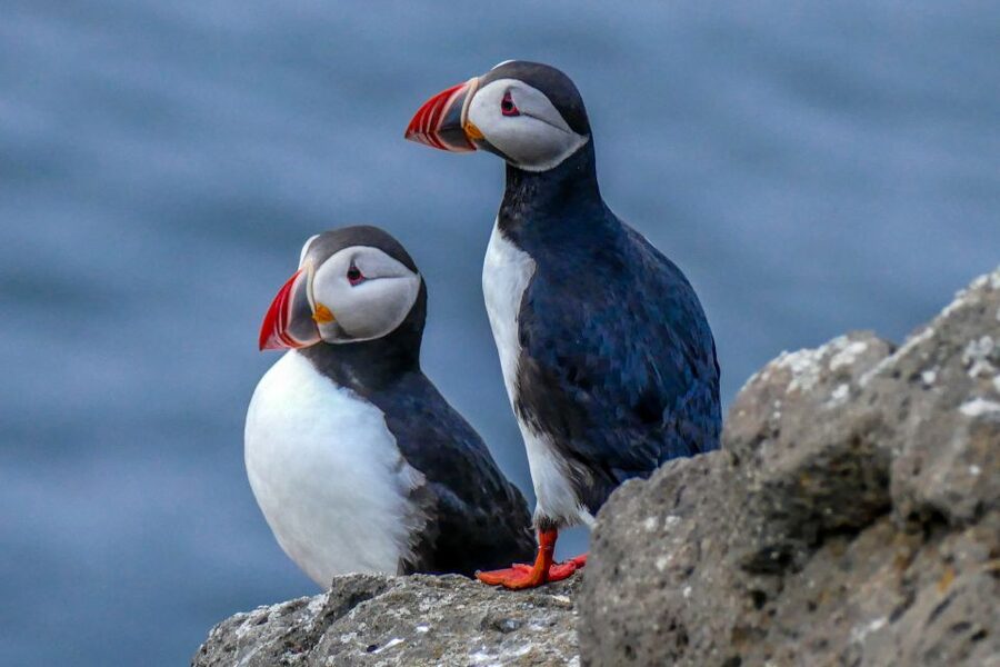 Húsavík: Big Whales and Puffin Island Speedboat Tour - What the two-hour schedule feels like