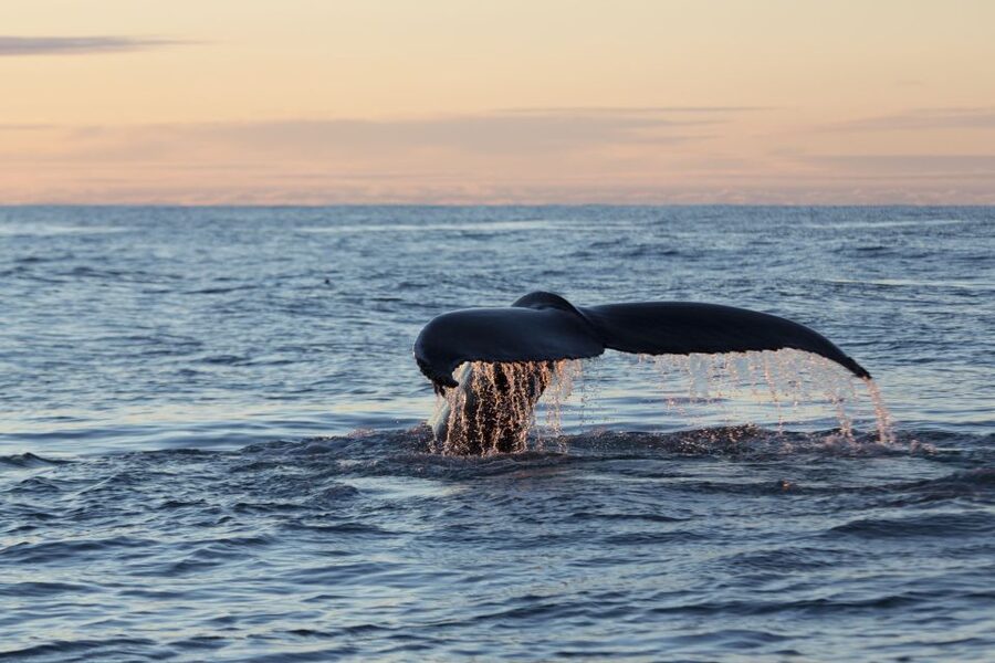 Húsavík: Big Whales and Puffin Island Speedboat Tour - Is the $198 price fair?