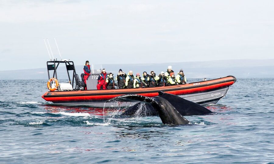 Húsavík: Big Whales and Puffin Island Speedboat Tour - Why a 12-seat RIB changes the whale watch