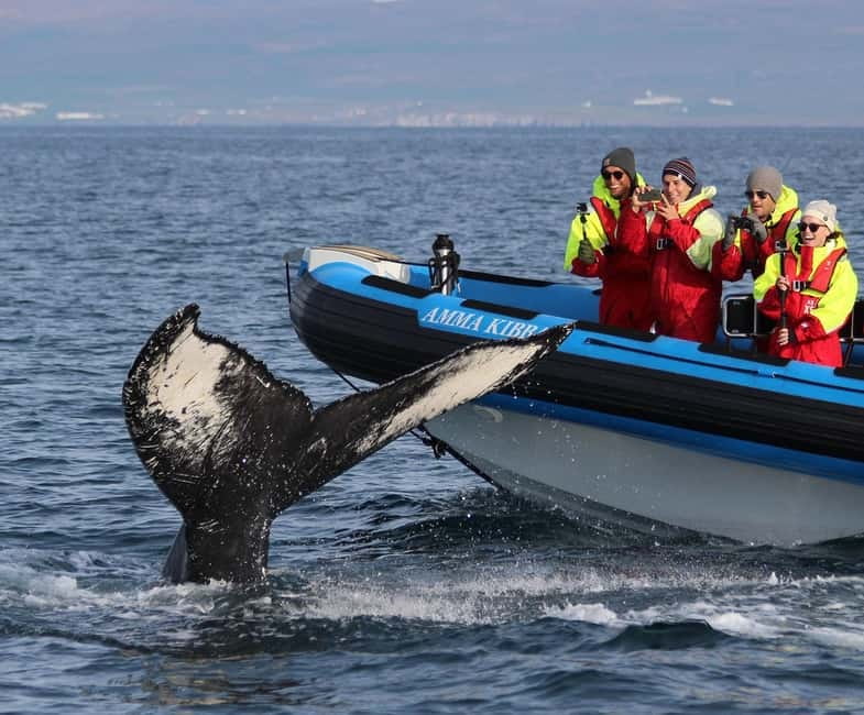 Húsavík: Original Big Whale Safari & Puffins by Speedboat - Key points before you book