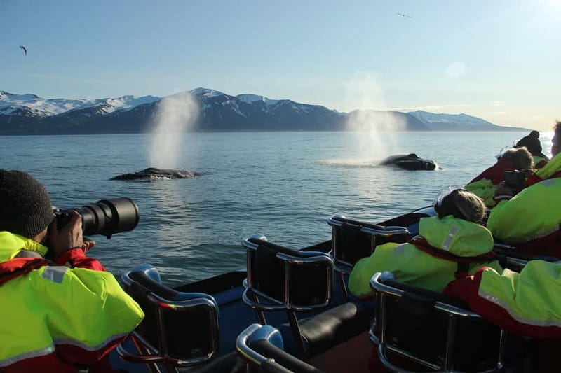 Húsavík: Original Big Whale Safari & Puffins by Speedboat - Why Húsavík is a strong place for whale watching