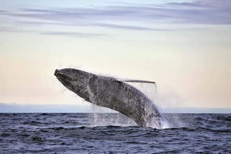 Húsavík: Original Big Whale Safari & Puffins by Speedboat - Racing toward Puffin Island