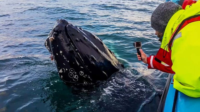 Húsavík: Original Big Whale Safari & Puffins by Speedboat - Searching Skjálfandi Bay for big whales