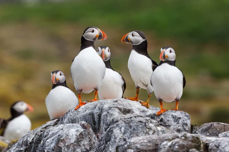 Húsavík: Original Big Whale Safari & Puffins by Speedboat - What the speed adds, and what it takes away