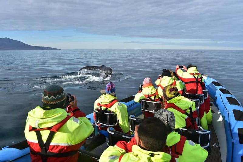 Húsavík: Original Big Whale Safari & Puffins by Speedboat - Weather, comfort, and practical choices