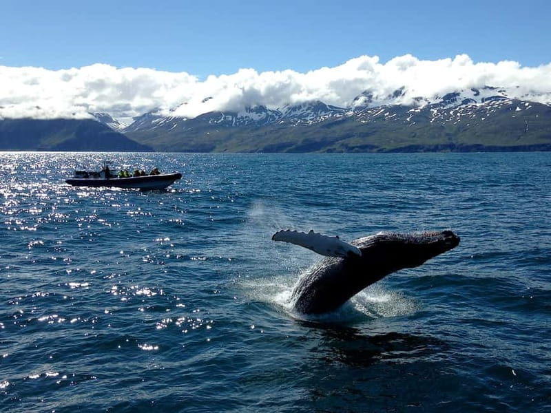 Húsavík: Original Big Whale Safari & Puffins by Speedboat - Who should book this tour?