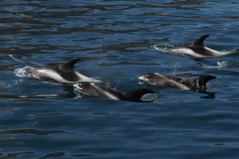 Húsavík: Traditional Whale Watching Tour - Small details that improve the day