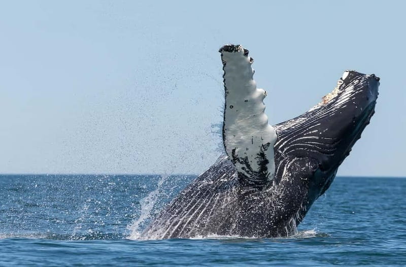 Húsavík: Traditional Whale Watching Tour - Why Húsavík is the right place for a whale cruise