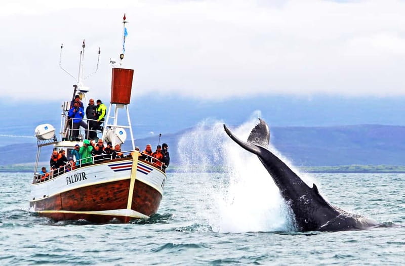 Húsavík: Traditional Whale Watching Tour - Boarding the traditional Icelandic oak boat