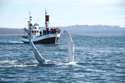 Húsavík: Traditional Whale Watching Tour