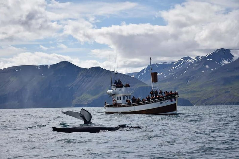 Húsavík: Traditional Whale Watching Tour - Three hours across Skjálfandi Bay