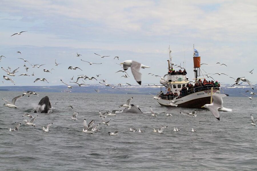 Húsavík: Traditional Whale Watching Tour - What you may see in the bay