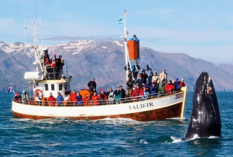 Húsavík: Traditional Whale Watching Tour - Cold, wind, and seasickness