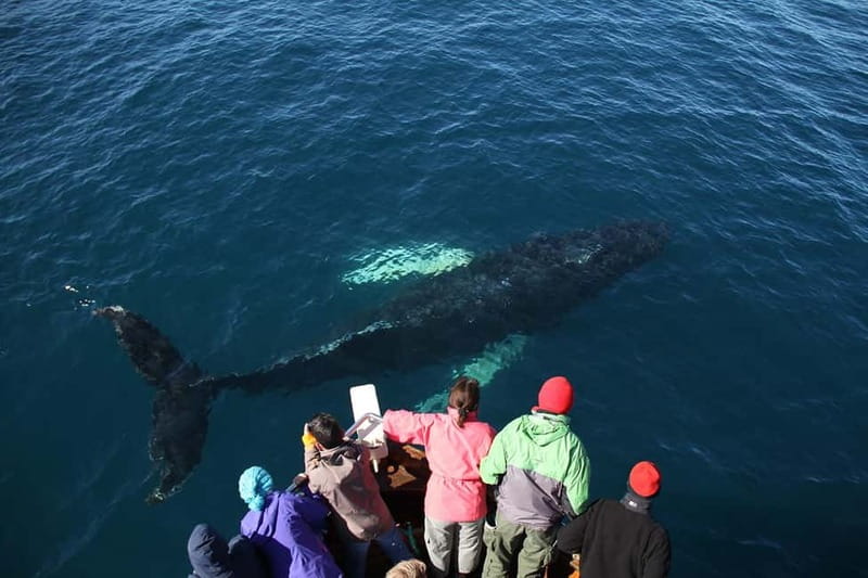 Húsavík: Traditional Whale Watching Tour - Is $100 a good value?