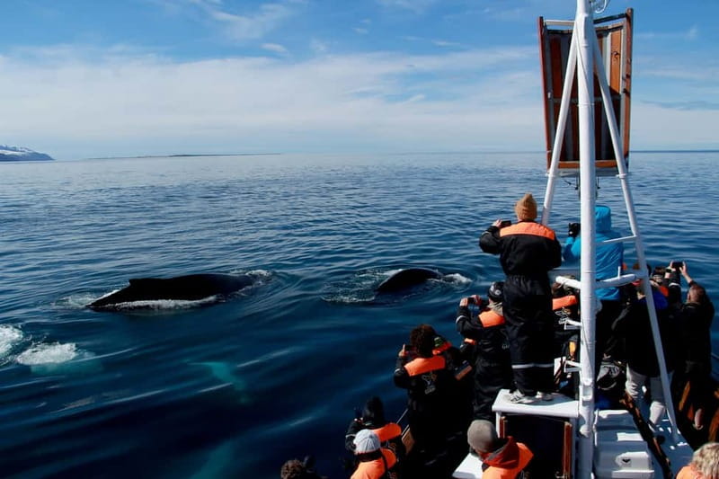 Húsavík: Traditional Whale Watching Tour - Who will enjoy this Húsavík trip most?