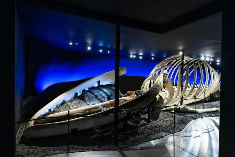 Húsavík: Whale Museum Entry Ticket - Why Húsavík’s Whale Museum Matters