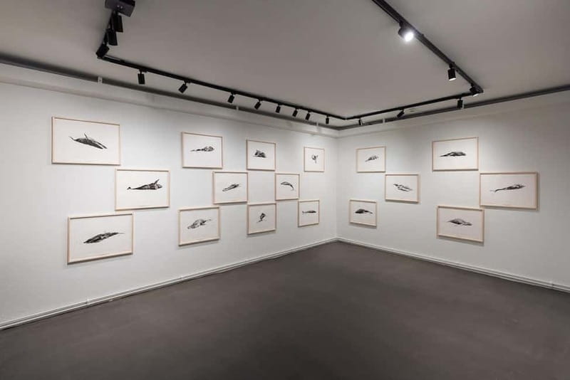 Húsavík: Whale Museum Entry Ticket - Eight Exhibition Spaces, Eight Ways to Understand Whales