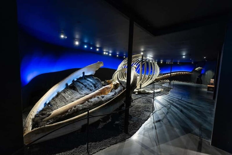 Húsavík: Whale Museum Entry Ticket - How to Plan Your Visit in Húsavík