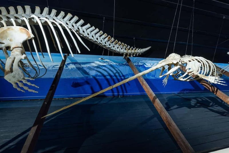 Húsavík: Whale Museum Entry Ticket - Is the $21 Ticket Good Value?