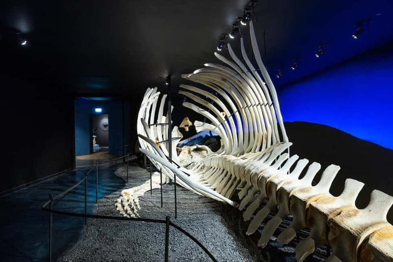 Húsavík: Whale Museum Entry Ticket - What I Like Most, and What I Would Keep in Mind