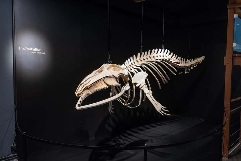 Húsavík: Whale Museum Entry Ticket - The Skeletons Are the Main Event