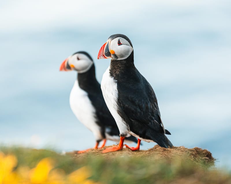 Húsavík: Whale-Watching Cruise and Puffins Guided Tour - Key points at a glance