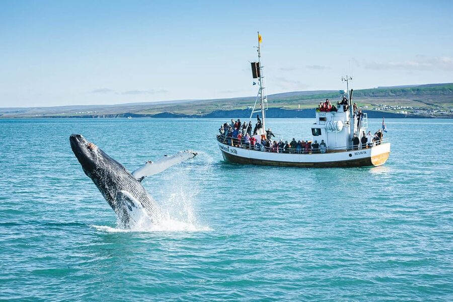 Húsavík: Whale-Watching Cruise and Puffins Guided Tour - My booking advice