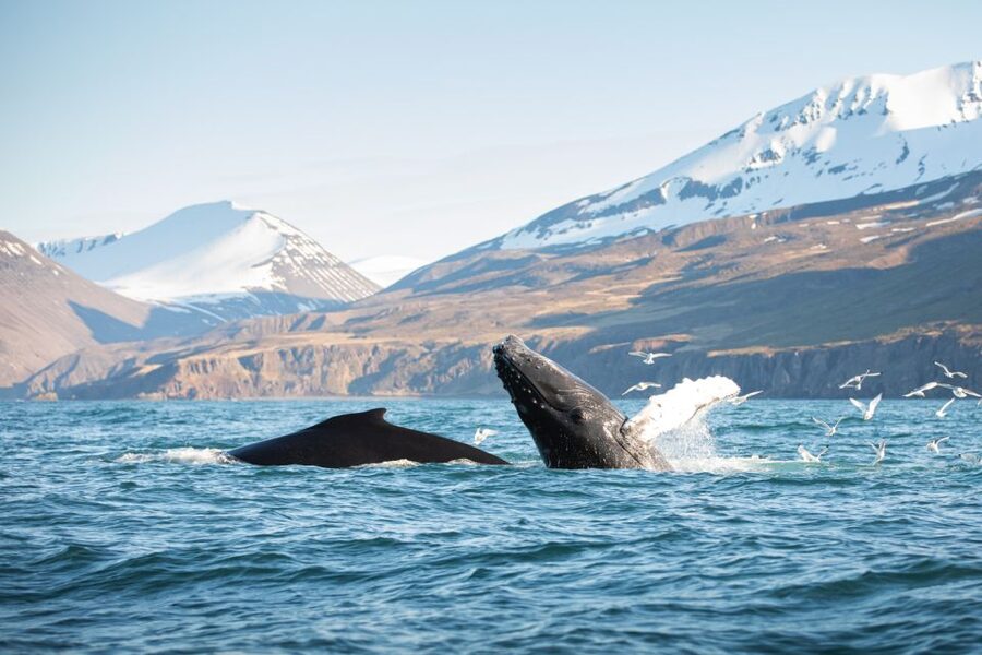 Húsavík: Whale-Watching Cruise and Puffins Guided Tour - Leaving Húsavík for Skjálfandi Bay