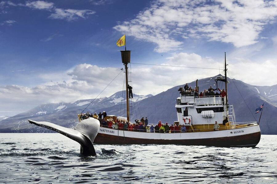 Húsavík: Whale-Watching Cruise and Puffins Guided Tour - Puffin Island and the limits of seeing puffins