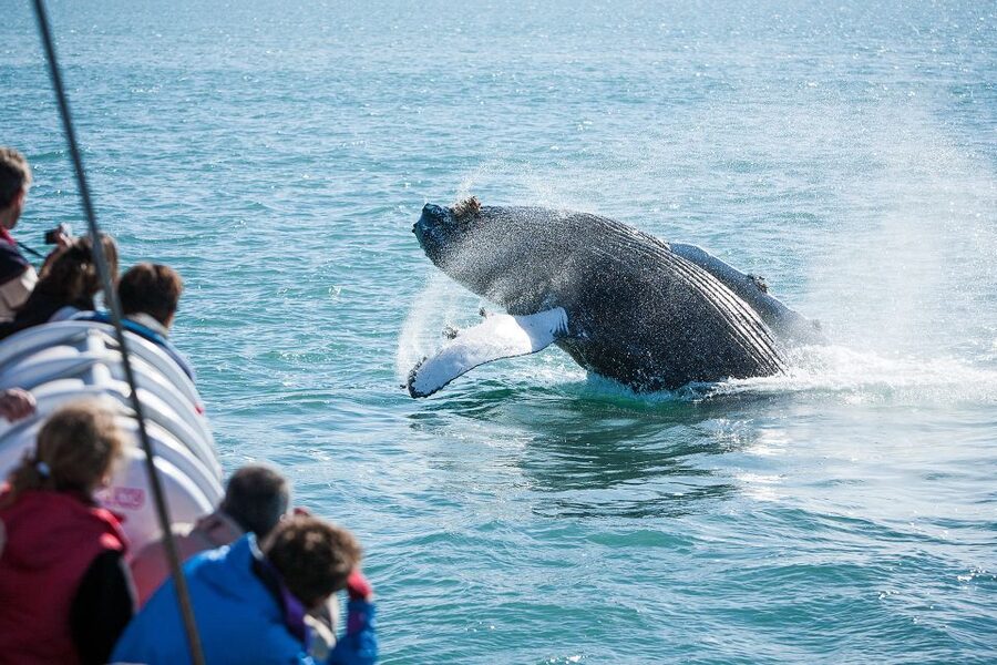 Húsavík: Whale-Watching Cruise and Puffins Guided Tour - Finding whales in the final hours