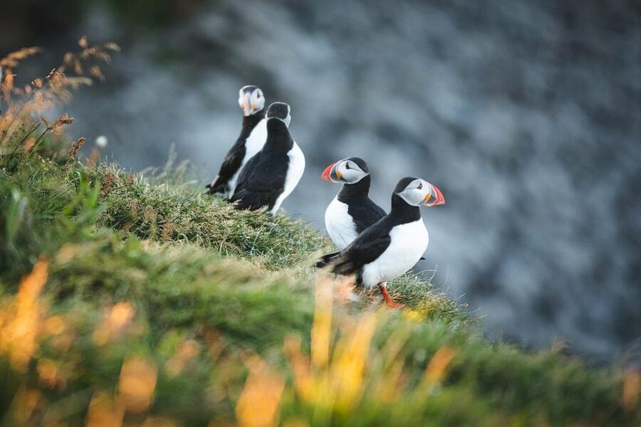 Húsavík: Whale-Watching Cruise and Puffins Guided Tour - What the boat ride feels like in real weather