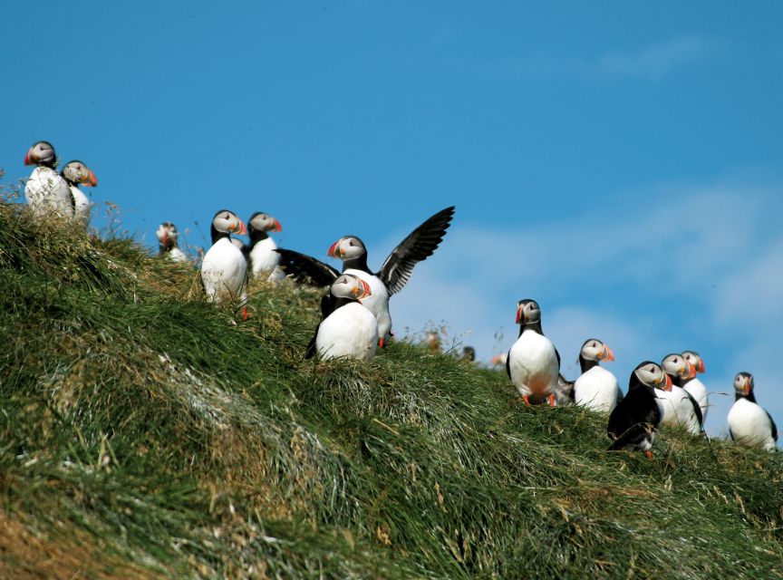 Húsavík: Whale-Watching Cruise and Puffins Guided Tour - The final reward: cocoa and cinnamon