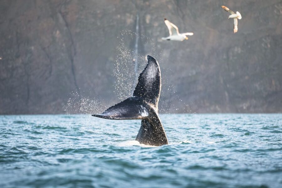 Húsavík: Whale-Watching Cruise and Puffins Guided Tour - Is $135 a fair price?