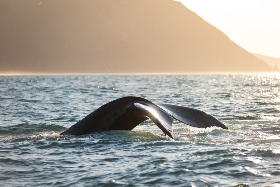 Húsavík: Whale-Watching Cruise and Puffins Guided Tour - Who should book this Húsavík cruise?