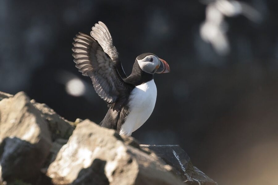 Húsavík: Whale-Watching Cruise and Puffins Guided Tour - The first part of the cruise: birds, bay views, and patience