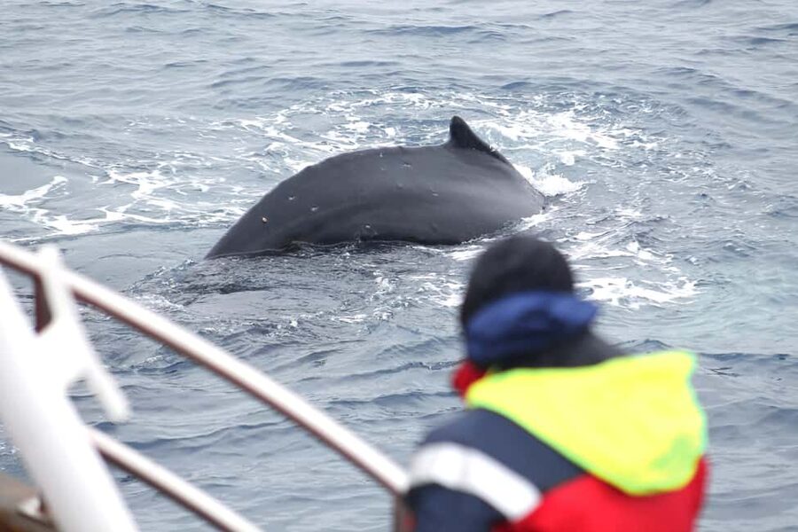 Húsavík: Whale Watching – Family Run with Indoor Seats - Leaving Húsavík from Hafnarstétt 35