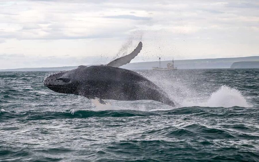 Húsavík: Whale Watching – Family Run with Indoor Seats - Cruising into Skjálfandi Bay