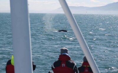Húsavík: Whale Watching – Family Run with Indoor Seats