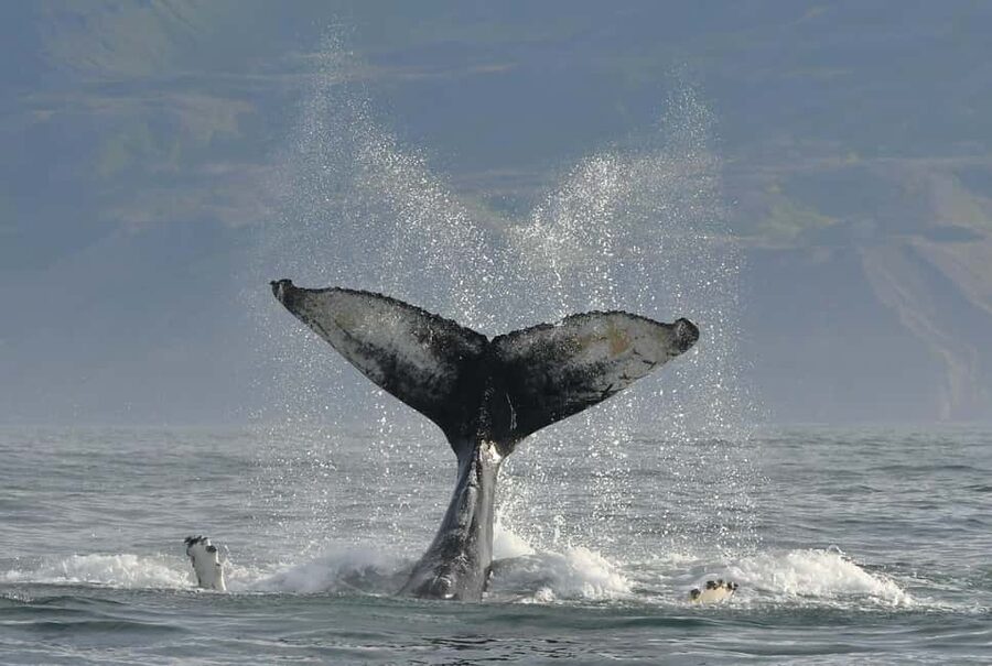 Húsavík: Whale Watching – Family Run with Indoor Seats - Whale behavior and responsible viewing
