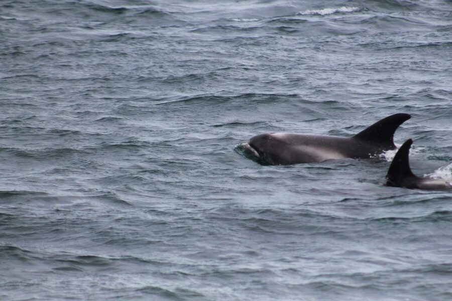 Húsavík: Whale Watching – Family Run with Indoor Seats - Who will enjoy this tour most?